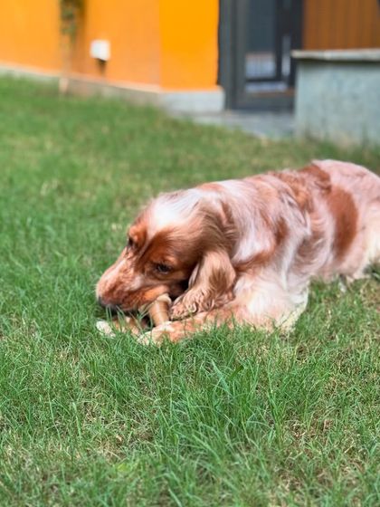 Evoo enjoying a chew treat on the lawn. We provide healthy and engaging treats to keep our dogs happy.