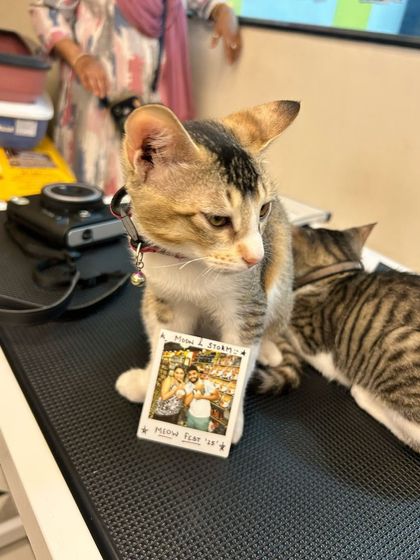 Zigly - Veterinary Services Events & Special Offers photo 15