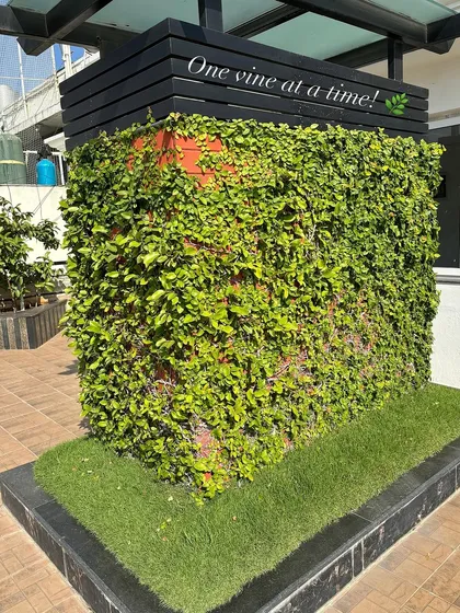 Sometimes, simplicity is everything. This is a creeper wall I designed, creating a clean, green, and natural look. It’s a fantastic, low-maintenance way to cover a surface with living greenery, one vine at a time! 🌱