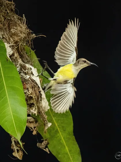 This series documents the nesting of a Purple-rumped Sunbird in my own backyard. It was a privilege to watch the mother bird tirelessly feed her chicks until they successfully fledged the nest.