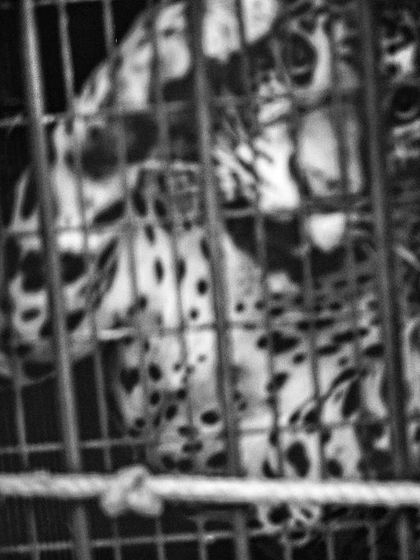 This camera trap image shows a rescued leopard in a cage, sparking conversations with locals about the origins of the leopard population in the city.