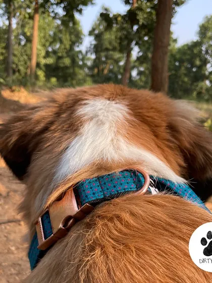 A back view of the Green tweed collar, showing off its beautiful rose gold metal buckle. It's a touch of elegance for your pet.