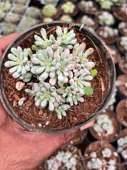 A close-up of a beautiful succulent with chubby, pastel-colored leaves. This is just one of the many new succulent varieties in stock.