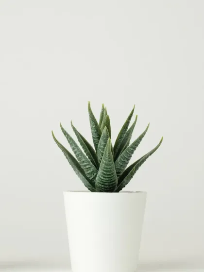 This Haworthia, with its spiky, architectural form, is a great low-maintenance option for a sunny windowsill or a bright desk.