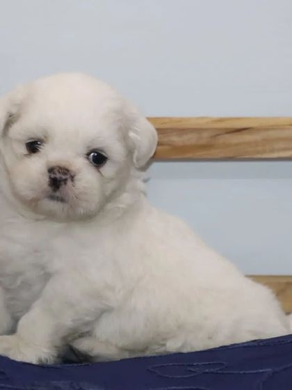 Another one of my adorable white Shih Tzu puppies, ready for a loving home. They are vaccinated and dewormed with all records provided.