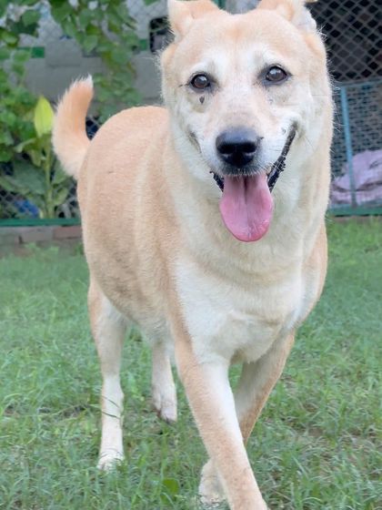 Another portrait of a happy guest. We make sure to capture these moments to share with pet parents, so they can see their dog is thriving.