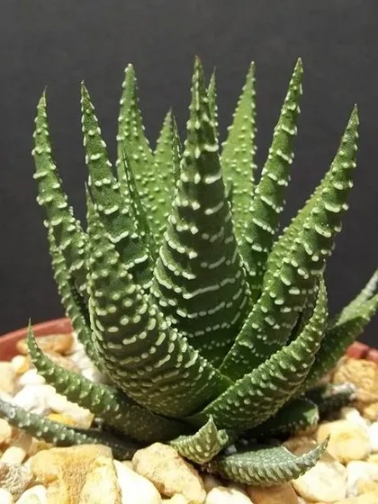 The Haworthia Zebra is a striking succulent with white stripes on its green leaves, resembling a zebra. It's a small, slow-growing plant that requires minimal care, making it perfect for desks and windowsills.