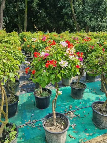 A beautiful Bougainvillea topiary, cultivated at our nursery. These flowering plants are perfect for adding a spectacular burst of color to outdoor entrances, patios, or event spaces.