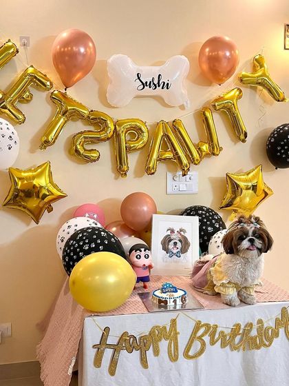 Sushi posing like a pro. This little dog is ready for the camera and her cake.