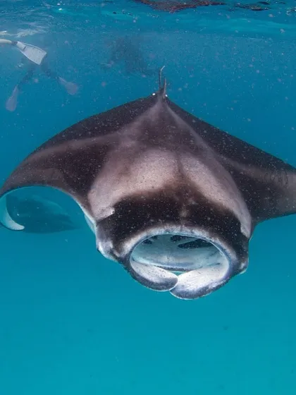 A close-up of a reef manta ray, showing its huge mouth as it filter-feeds on plankton. These gentle giants are truly magnificent.