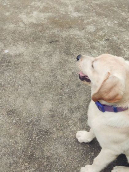 Zoella Dog Training - Puppy Foundation Training Welcome to the Pack! photo 4