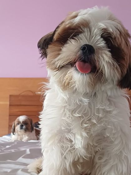 Two Shih Tzus, one posing and one photobombing. It's always a fun time with these little ones.