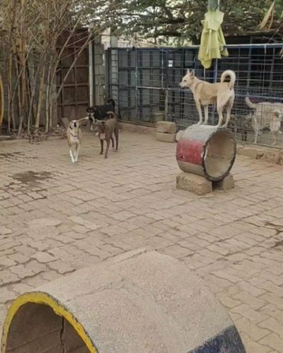 Doggy Daycare