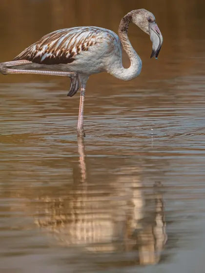 A juvenile Greater Flamingo strikes a classic pose in the golden morning light. Photographing these birds at dawn allows me to capture their quiet, intimate moments.