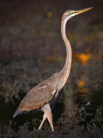 A juvenile Purple Heron, a common resident of Singapore. Paradoxically, the young birds lack the purple hues of the adults, instead sporting a more brownish, cryptic plumage.