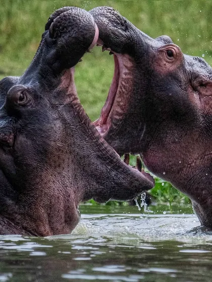 Hippo sweat, a reddish secretion, acts as a natural sunscreen and antibiotic. This image captures two hippos interacting, their skin glistening with this unique adaptation.
