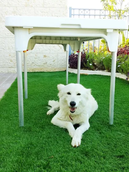 My artificial turf is completely pet-friendly. This happy dog is enjoying a clean, comfortable, and durable lawn that stays green without any mud or mess. It's a practical solution for pet owners who want a beautiful yard that's easy to maintain.