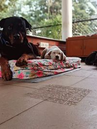 Dog Behavior Modification & Training