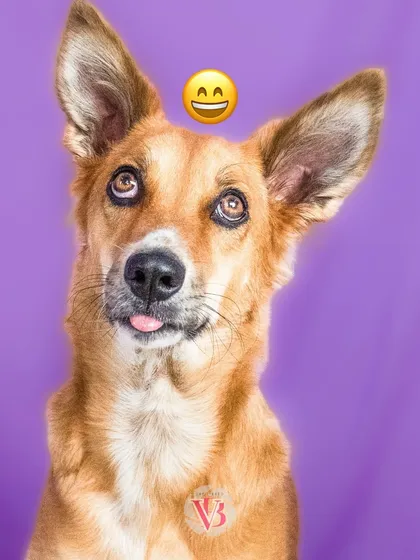 Who says dogs don't have expressions? This little one's goofy, tongue-out smile against a vibrant purple backdrop is proof that studio sessions can be full of fun and personality.
