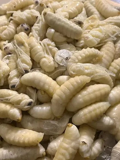 For the adventurous eater, I sometimes get rare ingredients like these hornet larvae. They are a true delicacy in Naga cuisine and are perfect for traditional preparations.