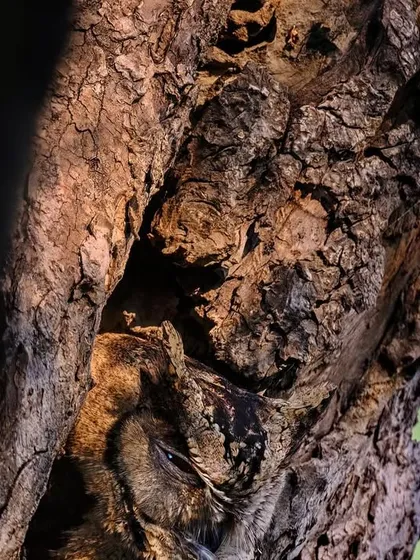 Can you spot the hidden creature? A Scops Owl is perfectly camouflaged against the bark of a tree. Nature's mysteries are all around us, waiting to be discovered by a patient and observant eye.