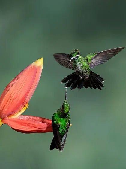 Two hummingbirds interact around a banana flower. One hovers with assertive posture while the other perches, illustrating the complex social dynamics of these tiny birds.