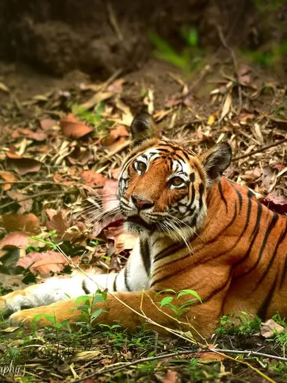 The weekend can't come soon enough for this tigress, Ra, in Bandhavgarh. Her expression says it all. Capturing these relatable, almost human-like moments is one of the joys of animal photography.