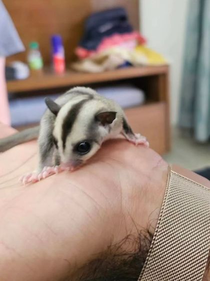This curious little sugar glider is exploring a new friend's hand. These exotic pets are known for their bonding capabilities and make for incredibly rewarding companions.