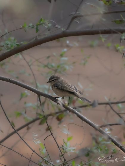 A small warbler, likely a Common Chiffchaff, perched delicately on a branch.