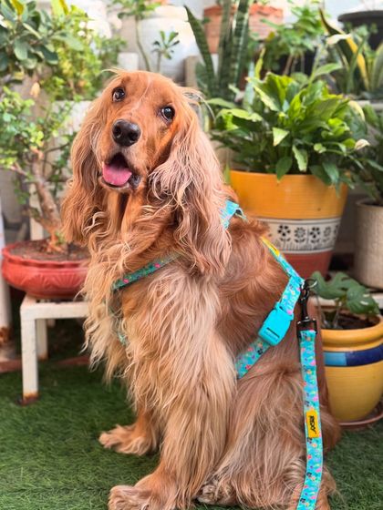 A full view of the colorful harness. We love finding accessories that match his vibrant personality.