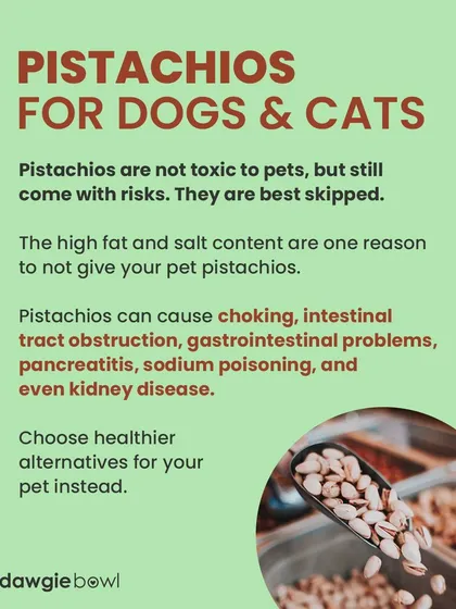 Pistachios are best avoided. Their high fat and salt content can cause gastrointestinal problems and even more serious issues like pancreatitis. The shells are also a choking hazard.