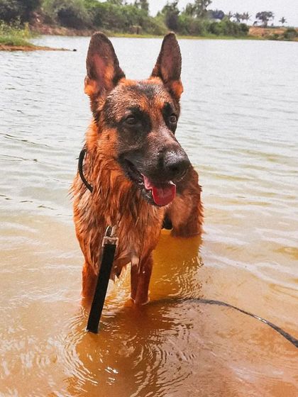 For a reactive dog like Theo, a crowded park is stressful, but a quiet lake is heaven. A huge part of managing reactivity is providing decompression walks in nature, allowing them to sniff, swim, and just be a dog away from their triggers.