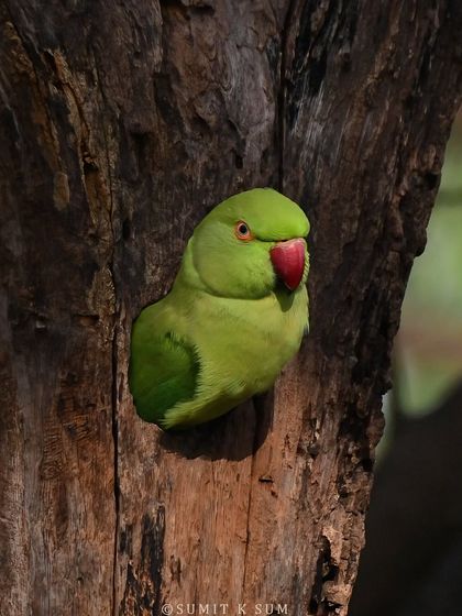 "Momma said to wait." A young Rose-ringed Parakeet patiently and safely waits in its tree-hole nest for its parent to return with food.