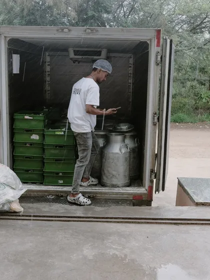 Our commitment to freshness starts with early morning deliveries. A team member unloads cans of fresh milk from a refrigerated truck, ready for the day's cheese production.