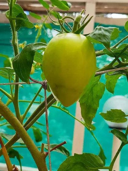A beautiful Roma tomato ripening on the vine in a terrace garden we manage. We handle the complexities of plant care so you can experience the joy of watching your food grow, from flower to fruit.