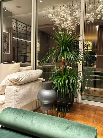 Can you imagine this luxurious space without the plant? We can't either. A single statement Draco adds so much life, texture, and elegance, proving just how essential greenery is to completing a room's decor.