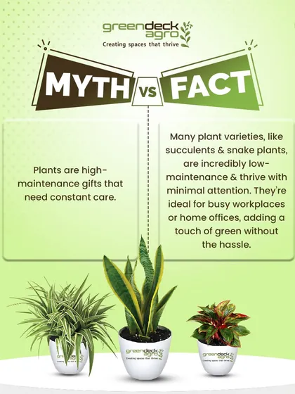 Myth: Plants are high maintenance. Fact: Many varieties like succulents and snake plants are incredibly low maintenance and perfect for busy offices.