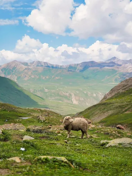 A moment of peace in the vast meadows of the Kashmir Great Lakes trek. This journey takes you through some of the most pristine alpine lakes and valleys in India.