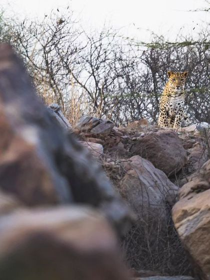 A leopard perfectly camouflaged among the rocks of a mined hill, showcasing its mastery of the Aravalli landscape.