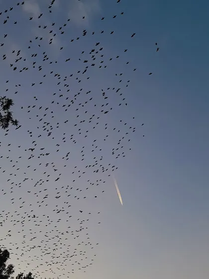 A massive flock of birds and a jet streak across the evening sky, creating two distinct paths. This photograph captures a chance encounter between nature and technology.