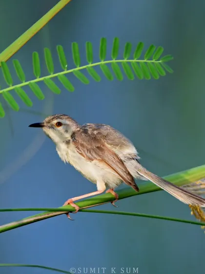 A Jungle Prinia, bulkier and with a heavier bill than its plain cousin, perched among the reeds it calls home.