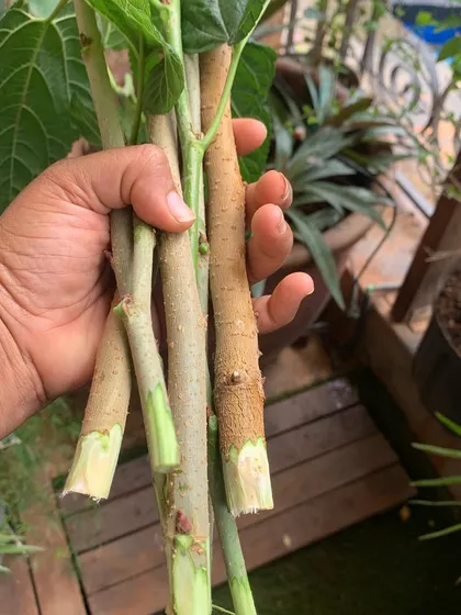 A handful of healthy, semi-hardwood cuttings ready for propagation. This is a cost-effective and sustainable way to multiply plants.