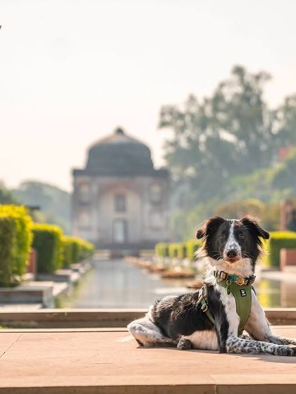 Pawparazzi By Prathima - Pet Milestone Photography Outdoor Adventures & Candid Play photo 16