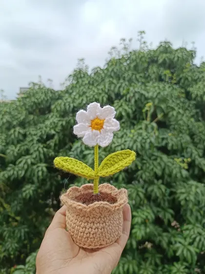 A single potted white daisy, simple and beautiful.