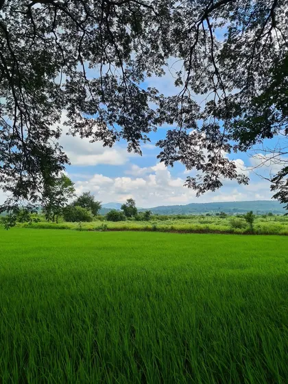 A vibrant green rice paddy stretches out towards the distant hills, framed by the dark leaves of an overhanging tree. The image is a celebration of the lushness that the monsoon brings.