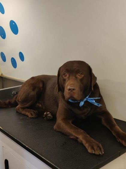 This Chocolate Labrador is looking sleek and shiny after a bath and de-shedding treatment.