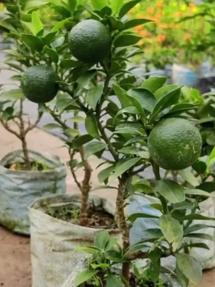 A young grafted orange plant with green, unripe fruit. These plants start producing fruit at a very young age.