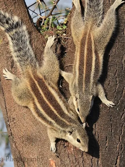 These animated stripes are in trouble too. The common city-dwelling squirrels face their own challenges, and we must work to save all stripes, big and small.