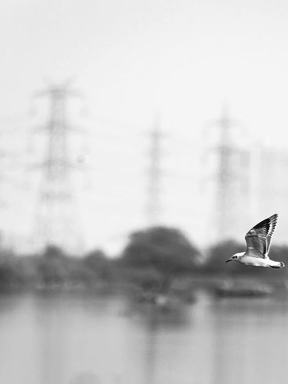 A gull flies through a web of wires over Najafgarh lake, a visual metaphor for the dangers that power lines pose to avian life.
