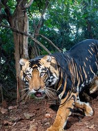 Guided Wildlife Photography Tours